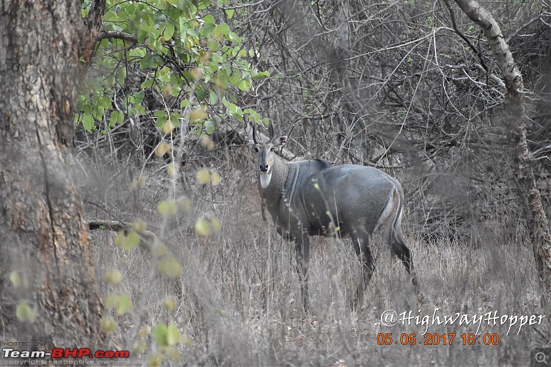 Blue Bolt: Hyderabad to Tadoba. Tigers spotted!-dsc_0631.jpg