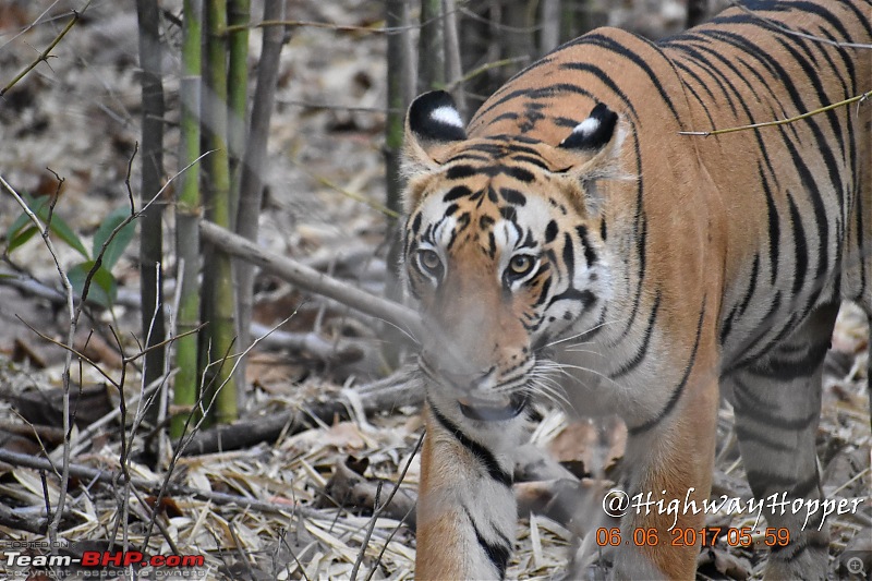 Blue Bolt: Hyderabad to Tadoba. Tigers spotted!-dsc_0655.jpg