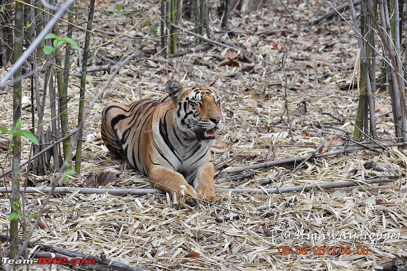 Blue Bolt: Hyderabad to Tadoba. Tigers spotted!-dsc_0663.jpg