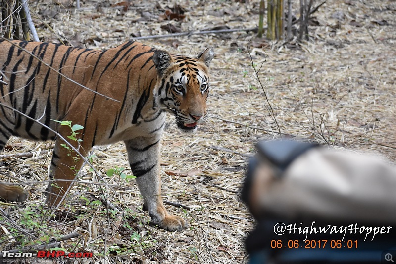 Blue Bolt: Hyderabad to Tadoba. Tigers spotted!-dsc_0671.jpg