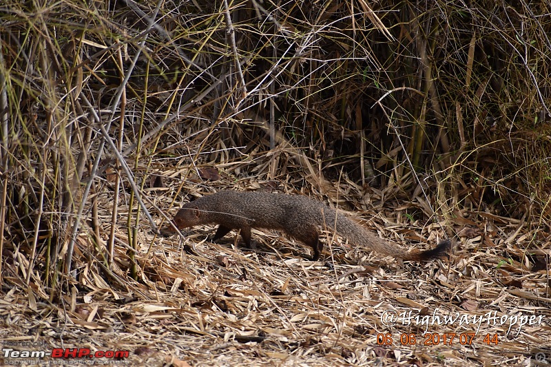 Blue Bolt: Hyderabad to Tadoba. Tigers spotted!-dsc_0742.jpg