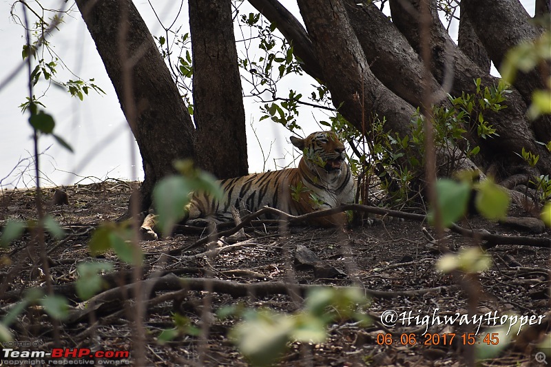Blue Bolt: Hyderabad to Tadoba. Tigers spotted!-dsc_0809.jpg