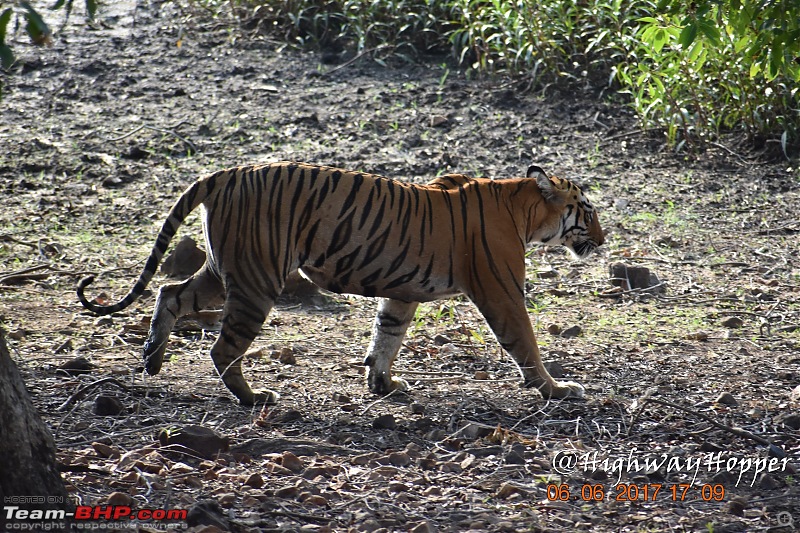 Blue Bolt: Hyderabad to Tadoba. Tigers spotted!-dsc_0899.jpg