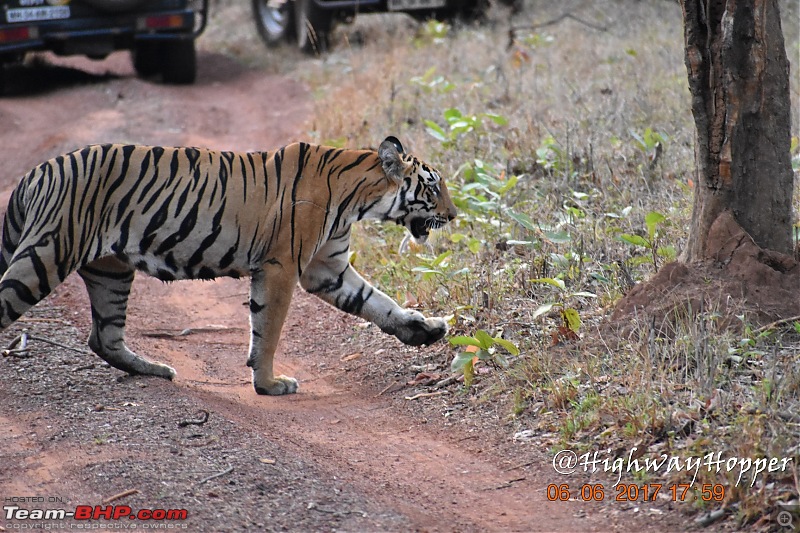 Blue Bolt: Hyderabad to Tadoba. Tigers spotted!-dsc_0917.jpg