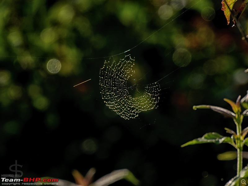 Monsoon magic - Kabini in the rains-kbnjul17005s.jpg