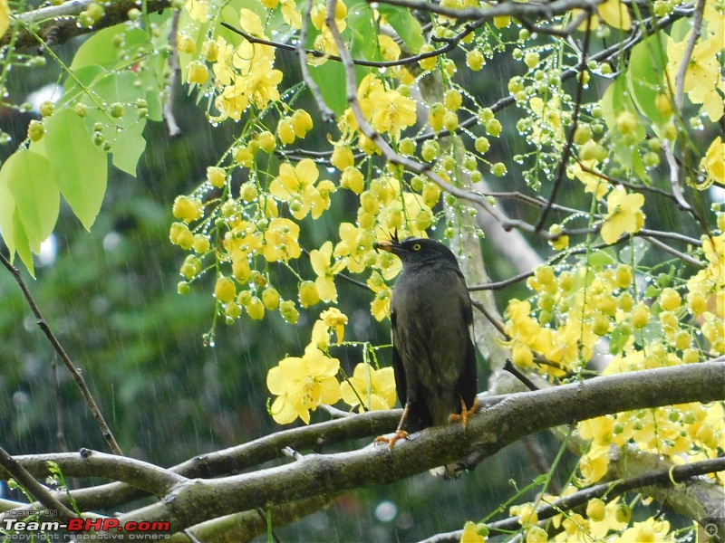 Tuskers of Chilapata : A thrilling drive to Northern Bengal & Bhutan-dscn1092birdinrain.jpg