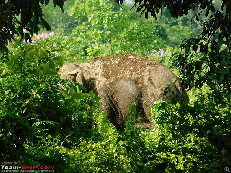 Tuskers of Chilapata : A thrilling drive to Northern Bengal & Bhutan-dscn1360anotherahead.jpg