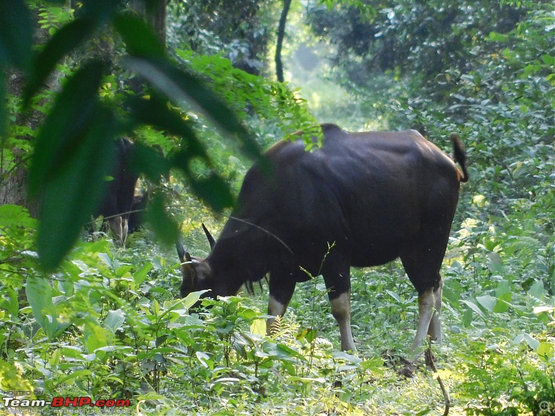 Tuskers of Chilapata : A thrilling drive to Northern Bengal & Bhutan-dscn1410gaur2.jpg