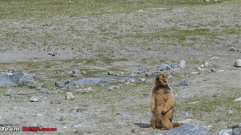 Ladakh'ed in a Tata Safari Storme-thoisepengong_35.jpg