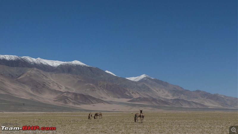 Ladakh'ed in a Tata Safari Storme-pengongnyoma_44.jpg