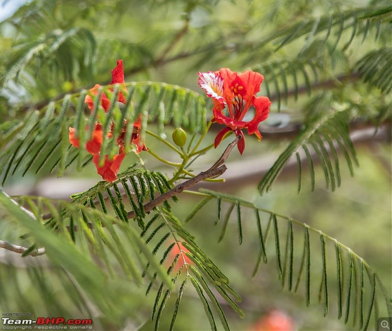 To Munnar in a Ford Endeavour!-zcx_1325.jpg