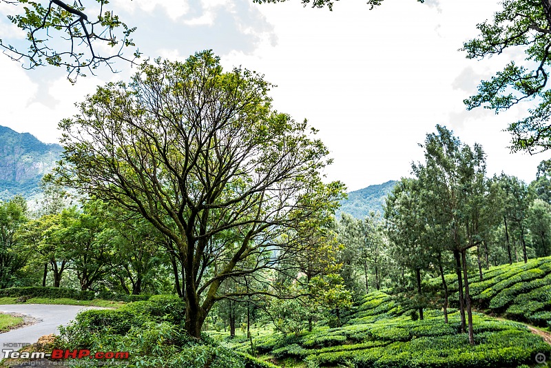 To Munnar in a Ford Endeavour!-zcx_1620.jpg