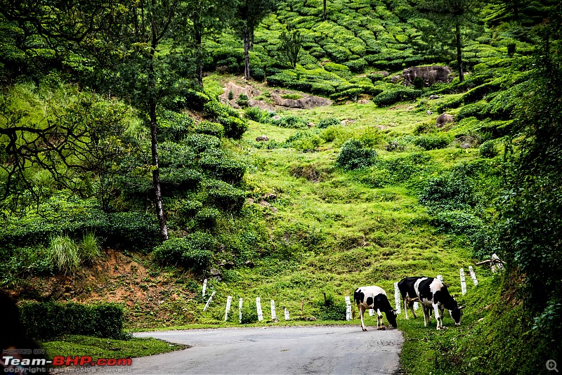 To Munnar in a Ford Endeavour!-zcx_1679.jpg