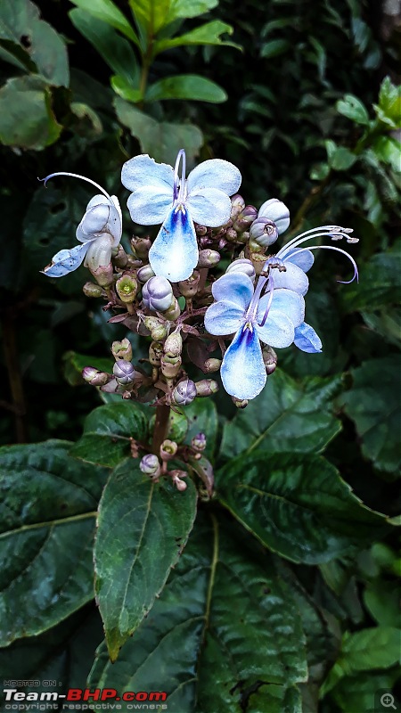 Kaas (Maharashtra) -The Plateau of flowers-3.jpg