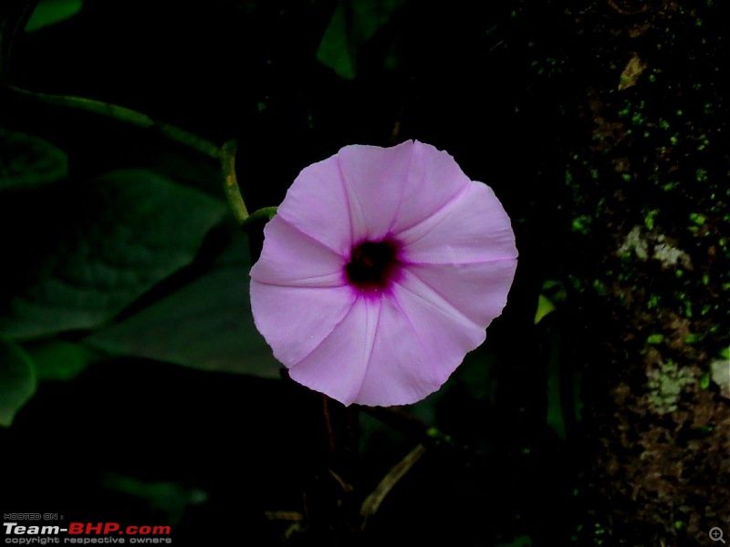 Kaas (Maharashtra) -The Plateau of flowers-img_2911001.jpg