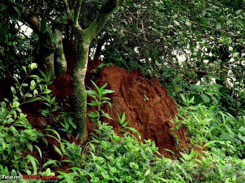 Kaas (Maharashtra) -The Plateau of flowers-img_2918001.jpg