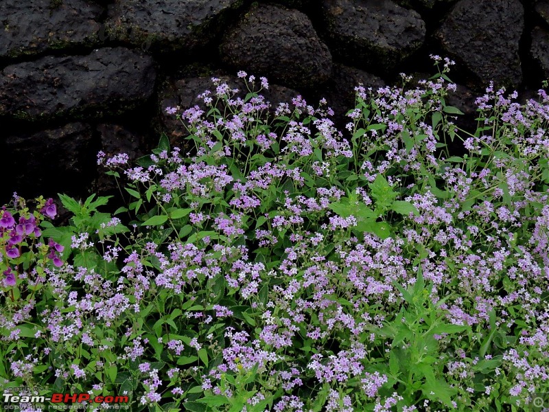 Kaas (Maharashtra) -The Plateau of flowers-img_2952001.jpg