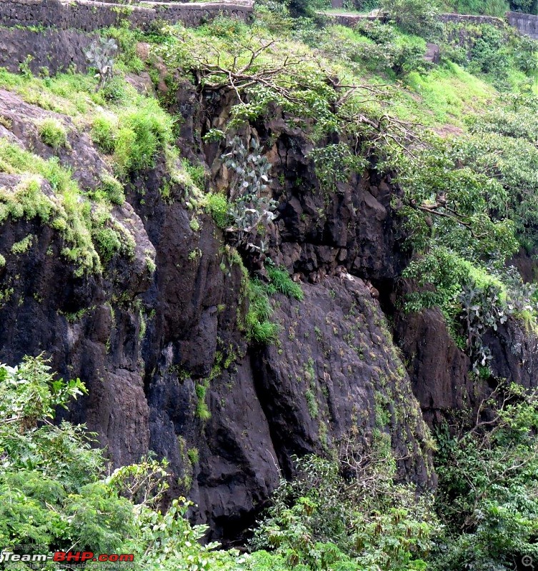 Kaas (Maharashtra) -The Plateau of flowers-img_3264001.jpg