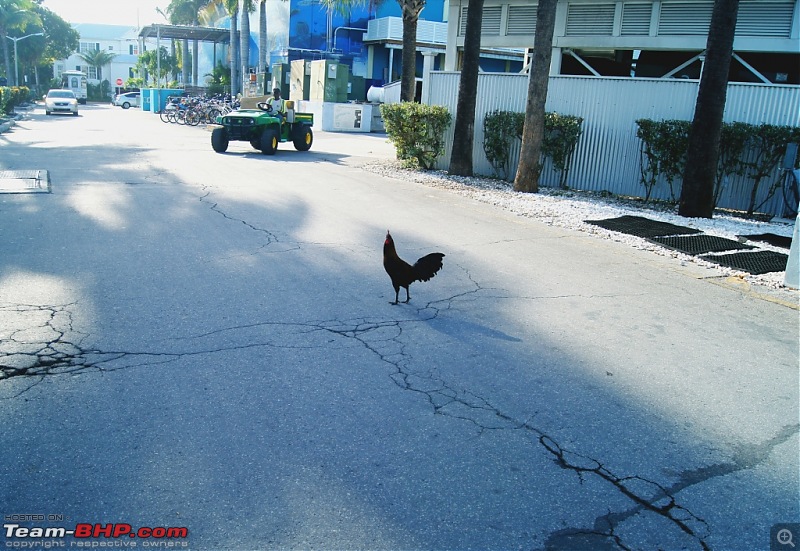 New York to Key West - A 5,000 km Road Trip-rooster.jpg