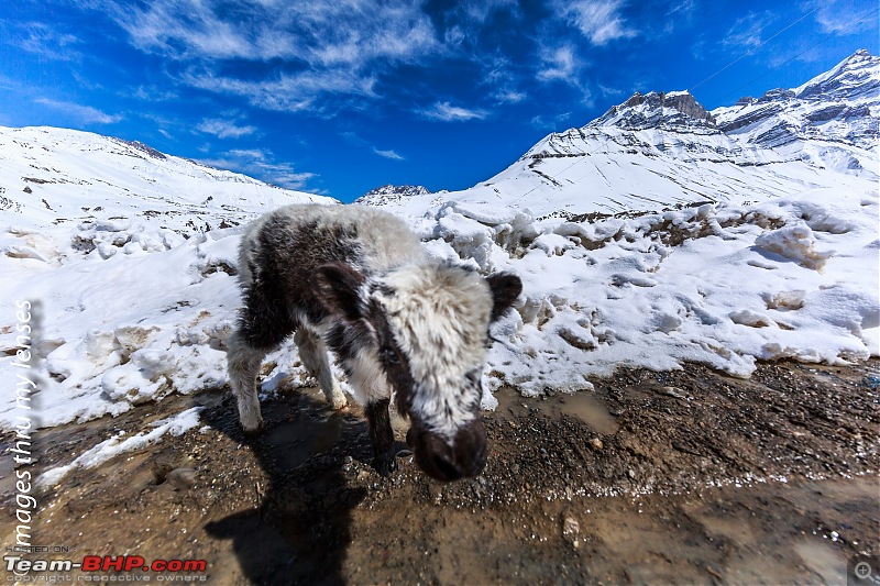 When I headed into the White Spiti-spiti-sojourn-sagnam-vilage-3361.jpg