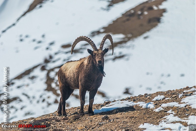 When I headed into the White Spiti-spiti-sojourn-ibex-6191.jpg