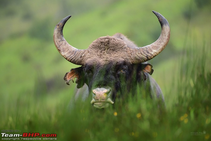 The Rare Pale Tiger from Nilgiri Biosphere Reserve-warrior.jpg