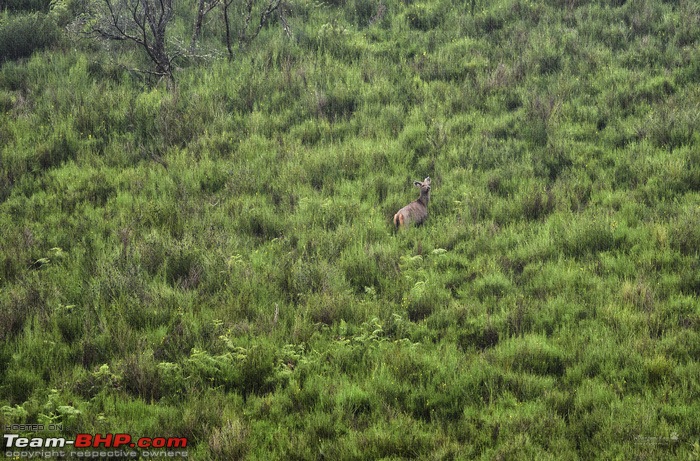 The Rare Pale Tiger from Nilgiri Biosphere Reserve-sambar.jpg