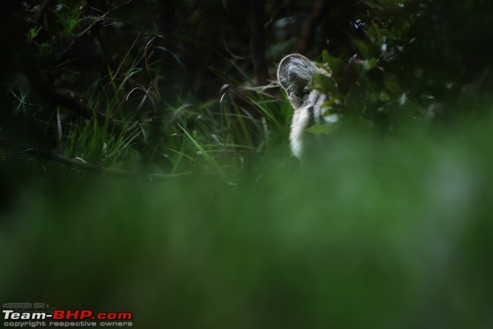 The Rare Pale Tiger from Nilgiri Biosphere Reserve-peeper_nilanjanray.jpg