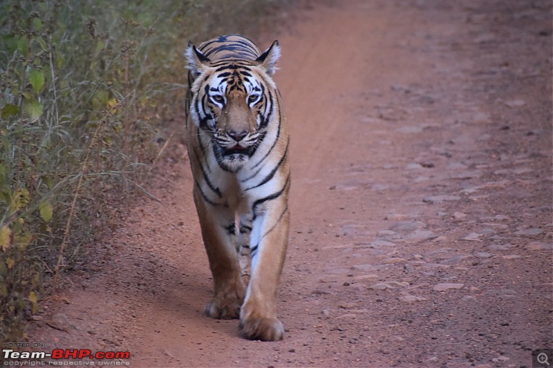 Mumbai to Tadoba: Solo trip in my Isuzu D-Max V-Cross-p-3-4.jpg