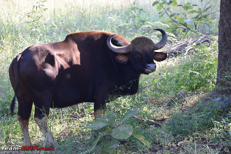 Mumbai to Tadoba: Solo trip in my Isuzu D-Max V-Cross-bison.jpg