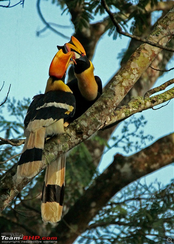 A day with the Great Hornbills of Nelliyampathy-img_03961200x1680.jpg