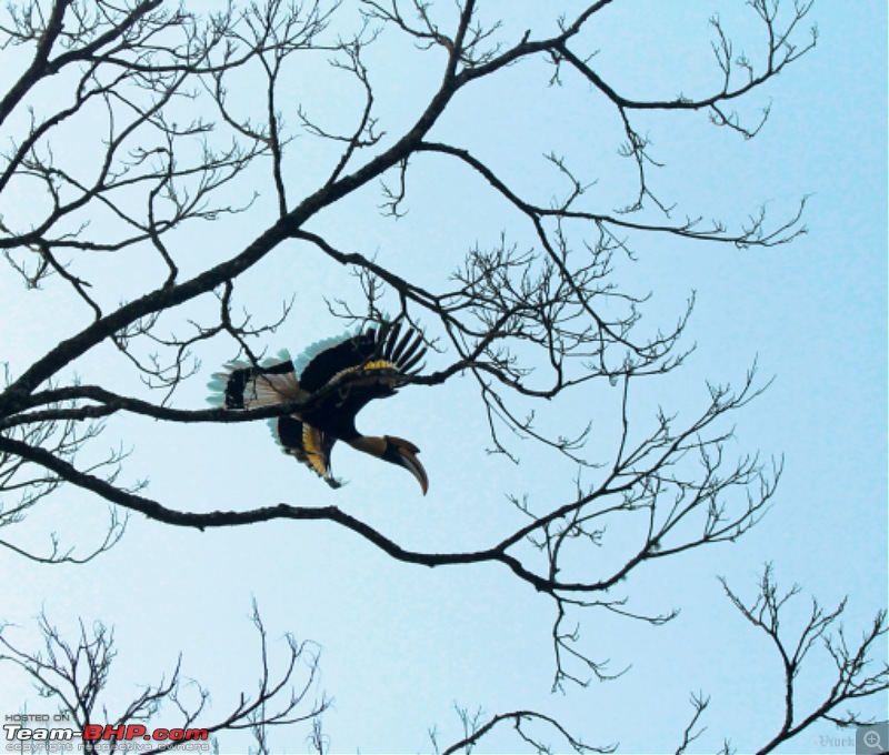 A day with the Great Hornbills of Nelliyampathy-img_04601600x1360.jpg