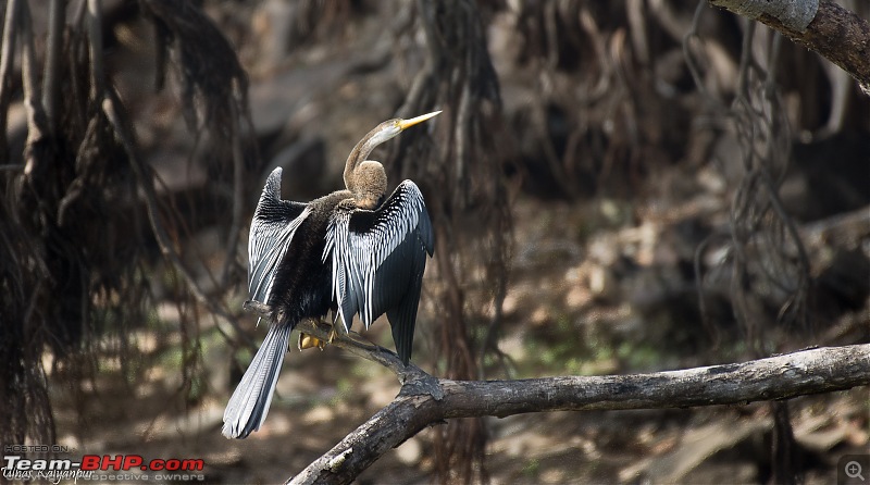 Ranthambore - Land of Forts, Hills & Tigers-12-cormorant.jpg