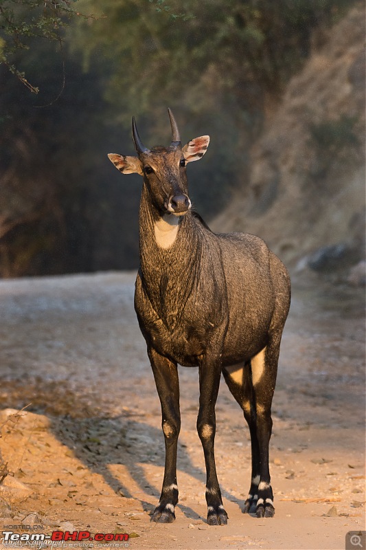 Ranthambore - Land of Forts, Hills & Tigers-15-nilgai.jpg