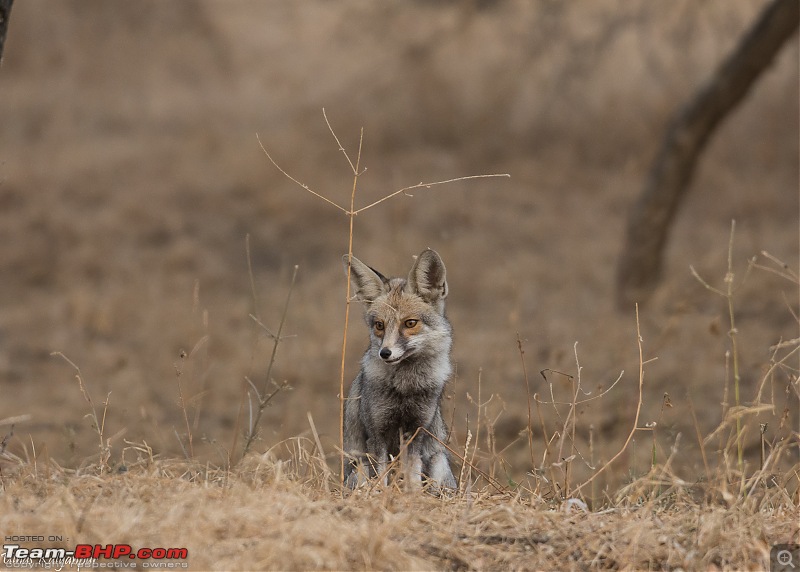 Ranthambore - Land of Forts, Hills & Tigers-23-desert-fox.jpg