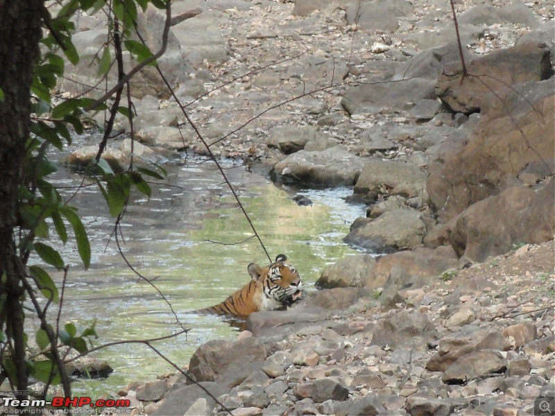 Ranthambore - Land of Forts, Hills & Tigers-dsc02863.jpg