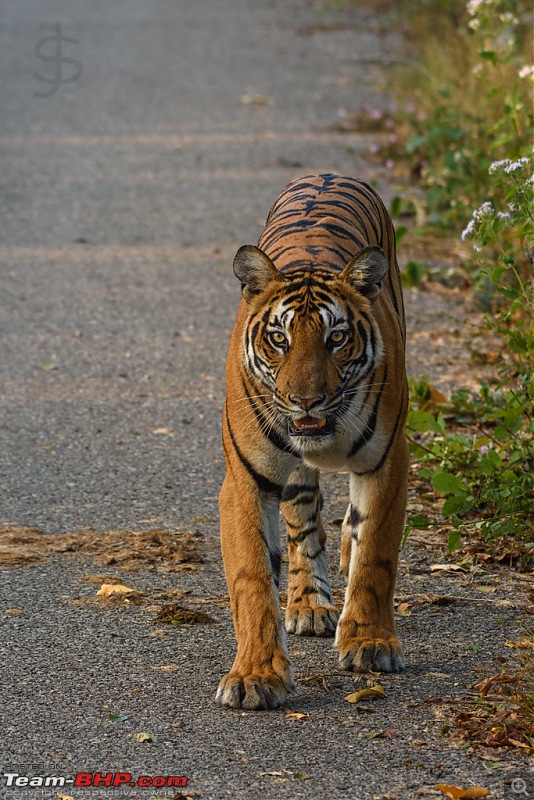 Tigress in the morning - Kabini-kbn1217047s.jpg