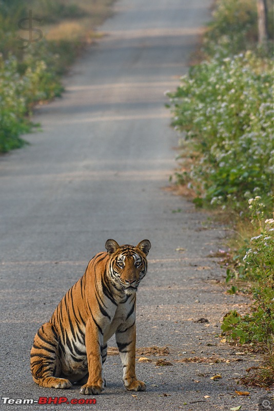 Tigress in the morning - Kabini-kbn1217072s.jpg