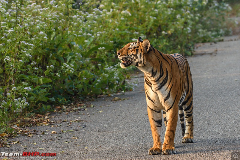 Tigress in the morning - Kabini-kbn1217085s.jpg