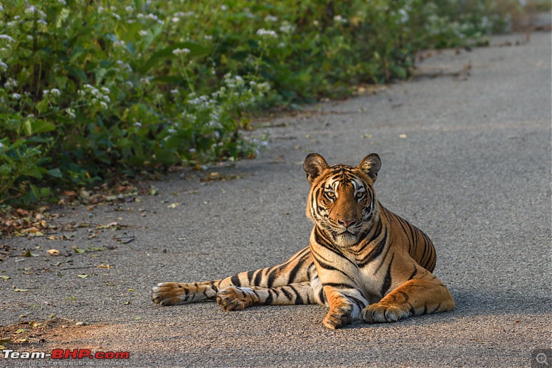 Tigress in the morning - Kabini-kbn1217100s.jpg