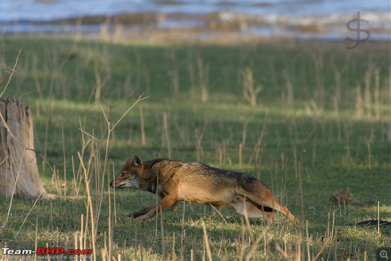 Tigress in the morning - Kabini-kbn1217244s.jpg