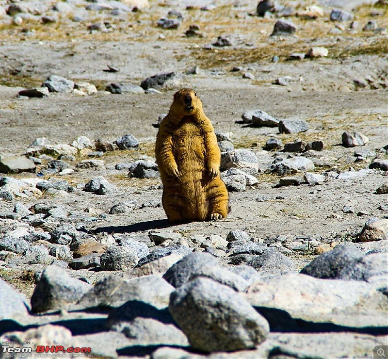 Julley! This season, mountains & lakes coloured us blue in Leh-52.jpg