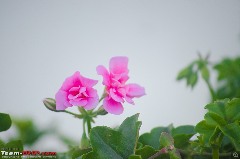 Year-end in the hills : Kolkata to Sikkim in a Maruti Swift-17_dsc2436.jpg