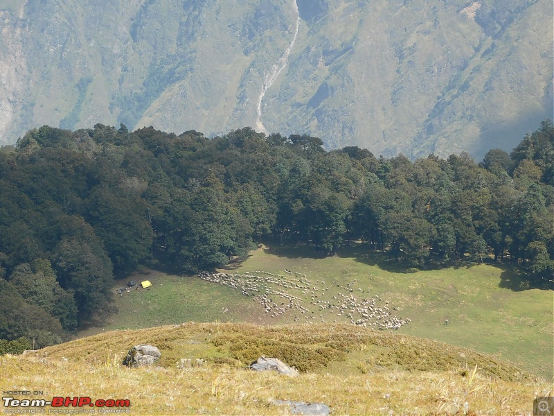 Kuari Pass, Uttarakhand : 3 Stupids' Himalayan trek in search of Utopia-dscn1935herd1.jpg