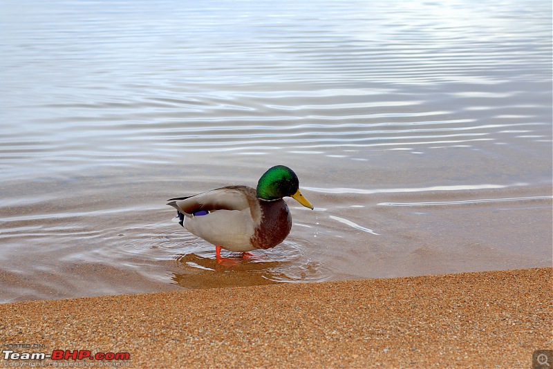 A Drive to South Lake Tahoe-pic4duck.jpg