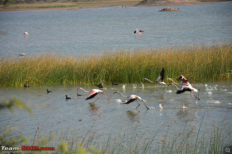 Circumnavigating Gujarat: Saurashtra & Kutch-dsc_0283.jpg