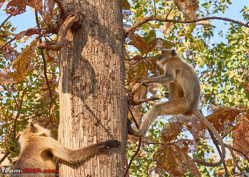 Tadoba Andhari Tiger Reserve : Just another quick travelogue-tadoba2-5k500.jpg