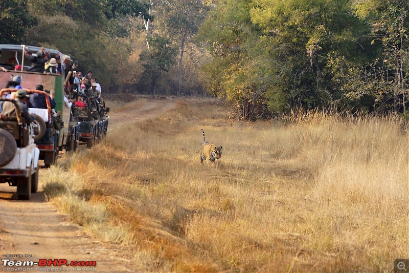 Tadoba Andhari Tiger Reserve : Just another quick travelogue-tadoba2-7k500.jpg