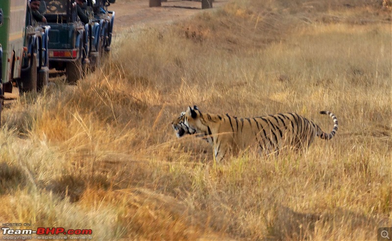 Tadoba Andhari Tiger Reserve : Just another quick travelogue-tadoba2-8k500.jpg