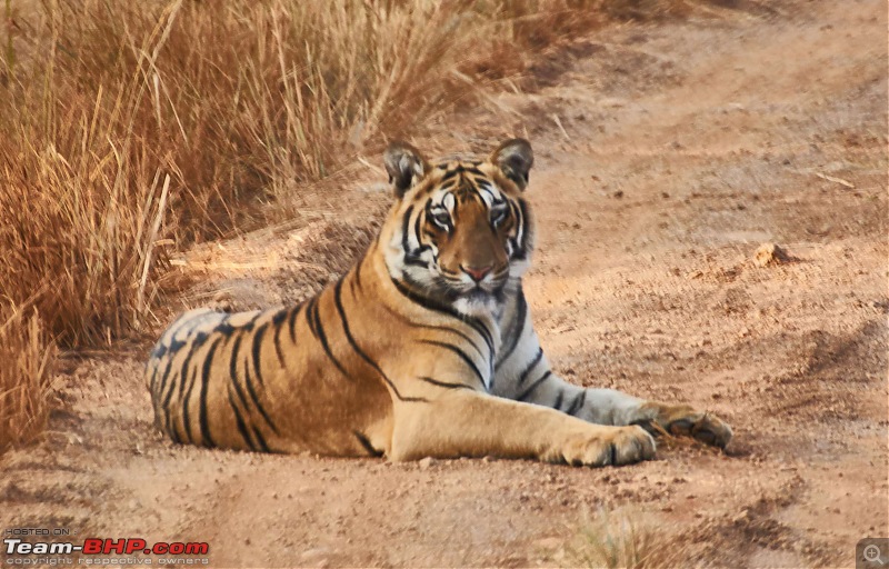 Tadoba Andhari Tiger Reserve : Just another quick travelogue-tadoba2-11k500.jpg